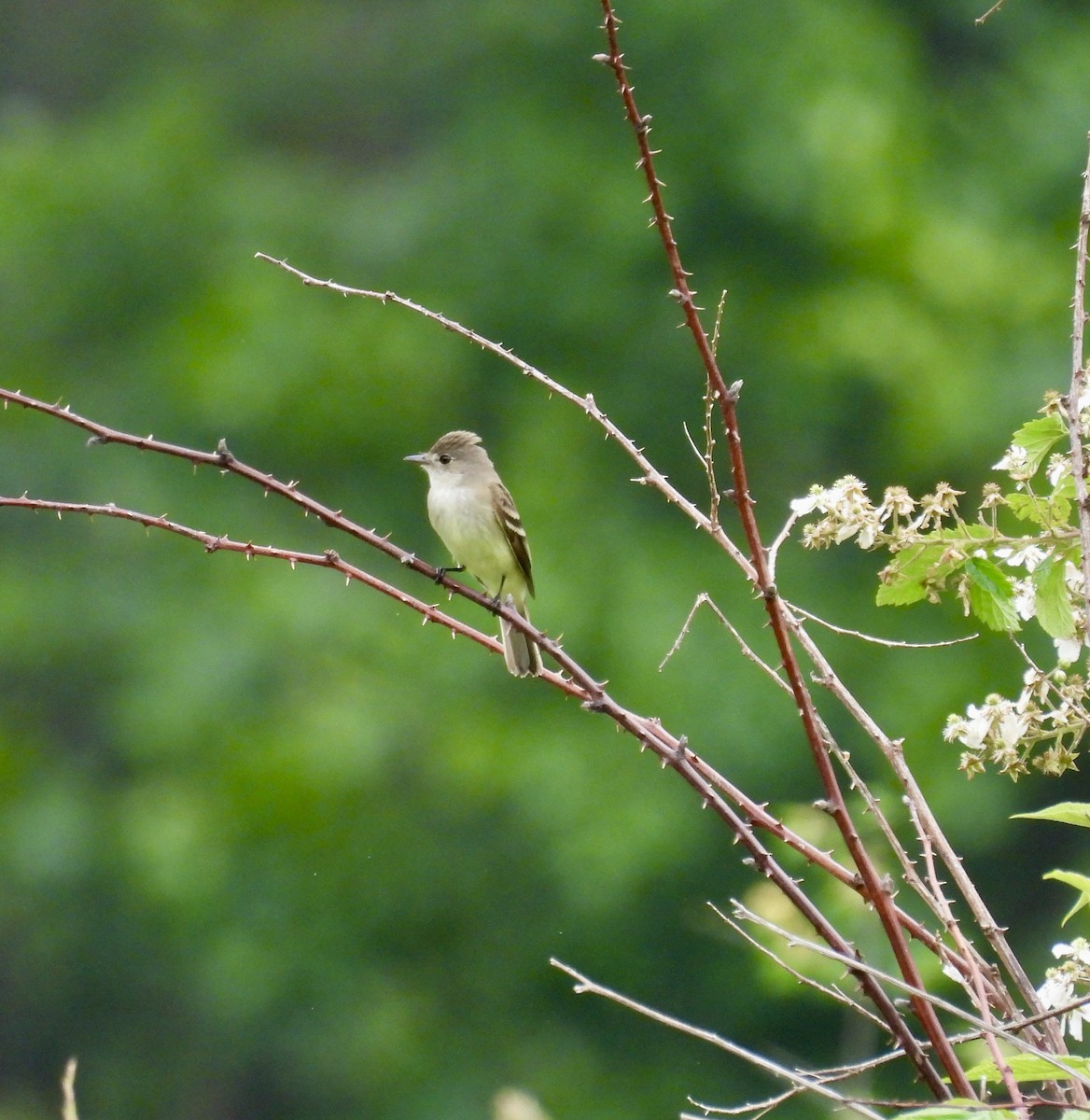 Willow Flycatcher - ML620131480