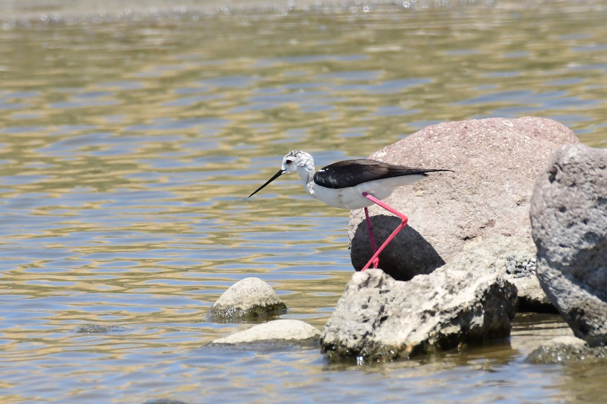 Black-winged Stilt - ML620131482