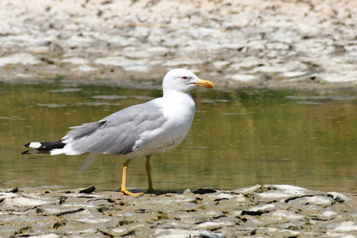 Yellow-legged Gull - ML620131489