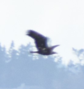 Белоголовый орлан - ML620131520