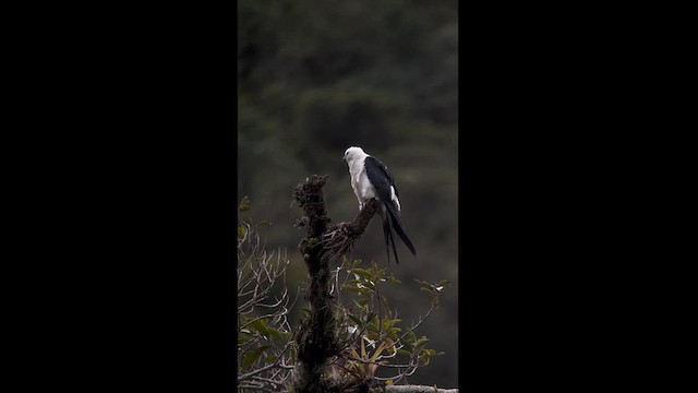 Swallow-tailed Kite - ML620131521