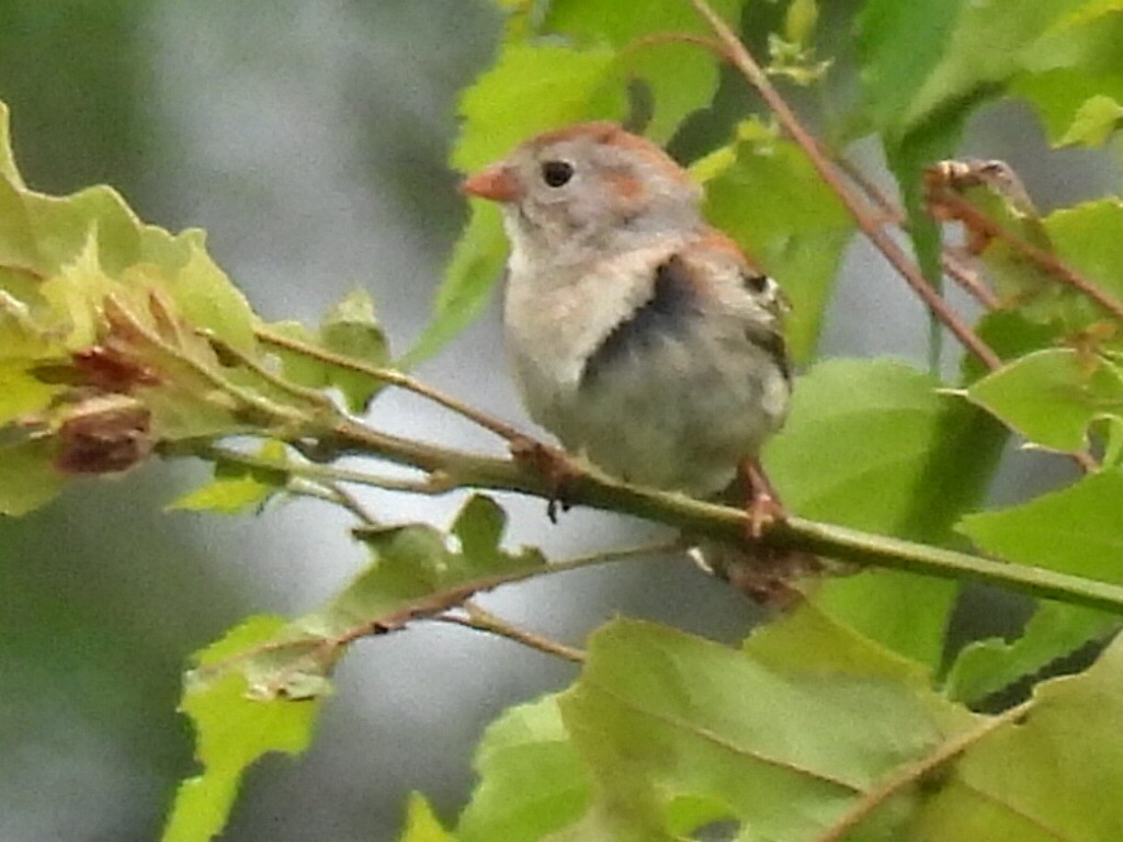 Field Sparrow - ML620131523