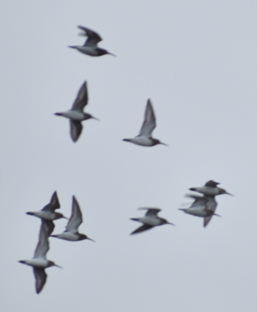 Dunlin - ML620131537