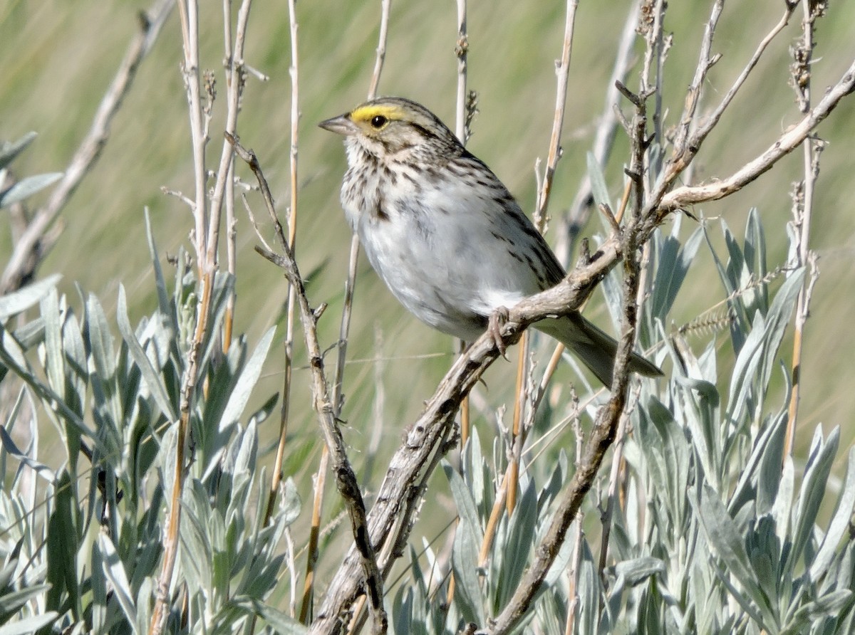 Savannah Sparrow - ML620131538