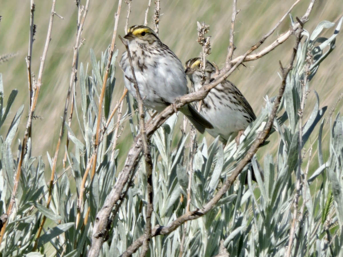 Savannah Sparrow - ML620131539