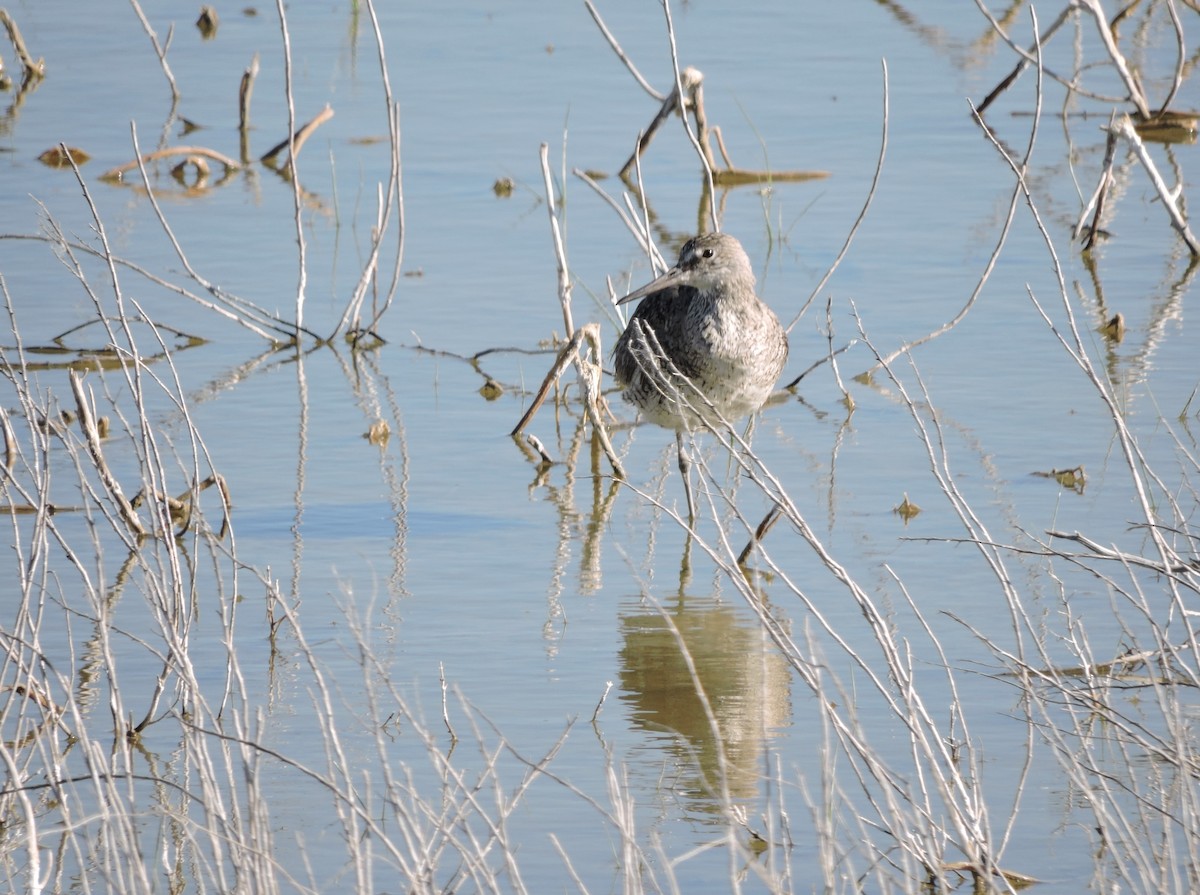 Willet - ML620131543