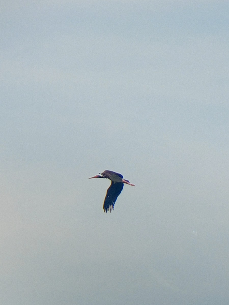 Black Stork - ML620131546