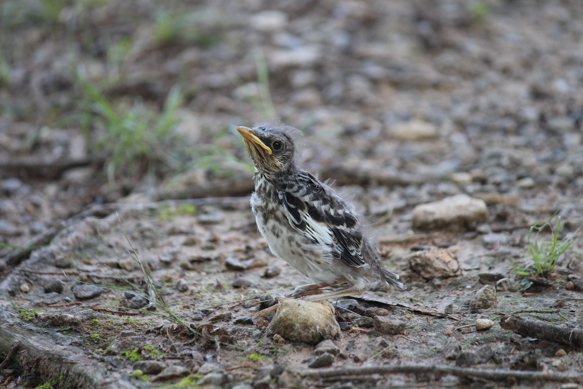Northern Mockingbird - ML620131549