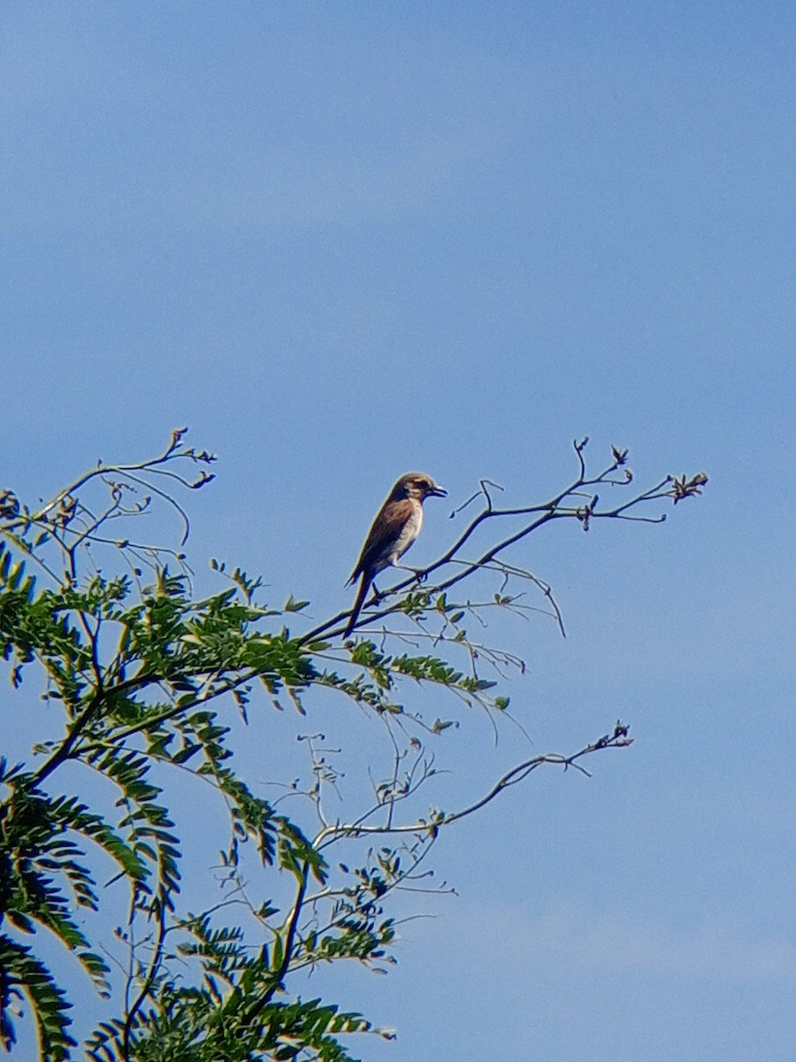 Red-backed Shrike - ML620131553