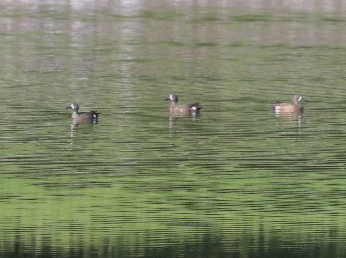 Blue-winged Teal - ML620131558