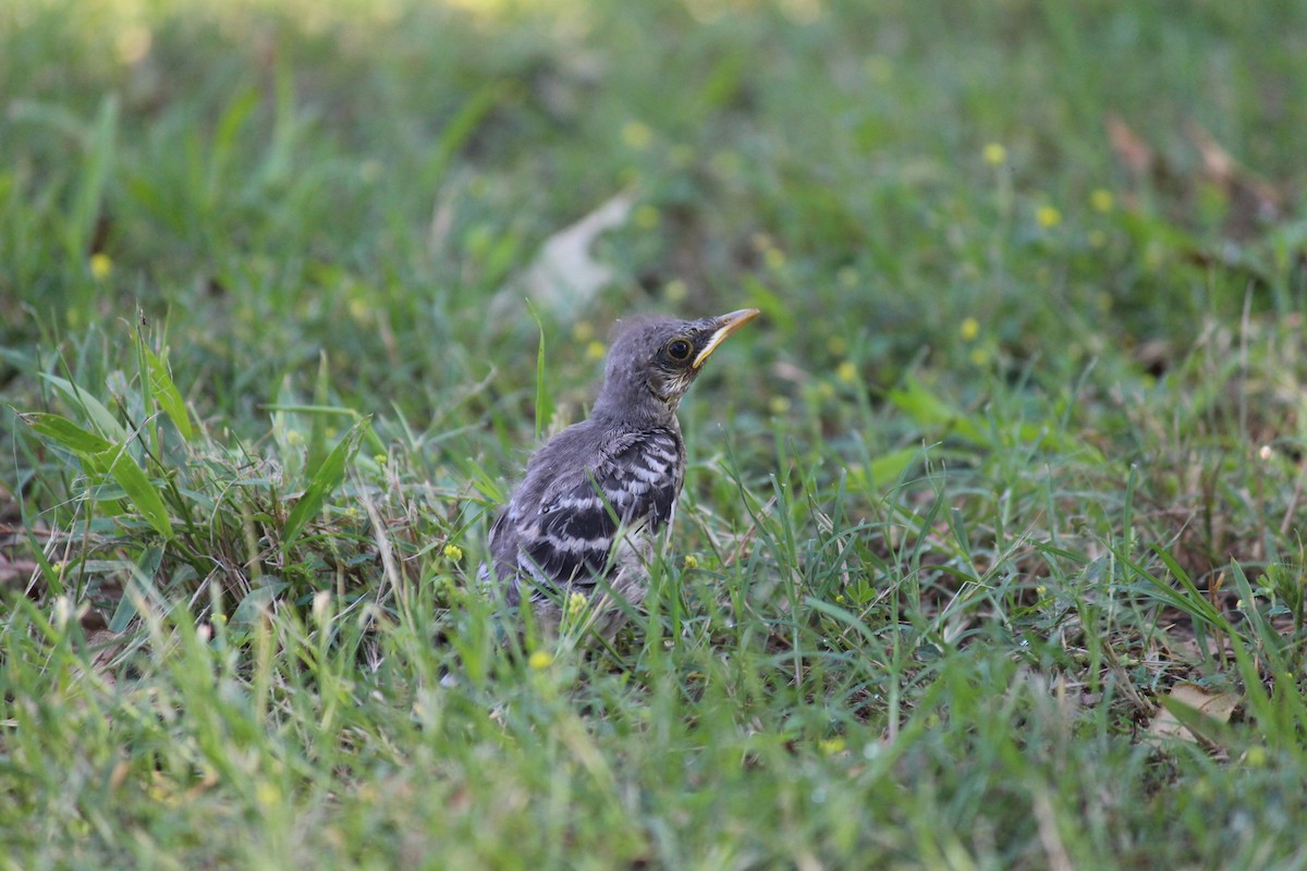 Northern Mockingbird - ML620131560