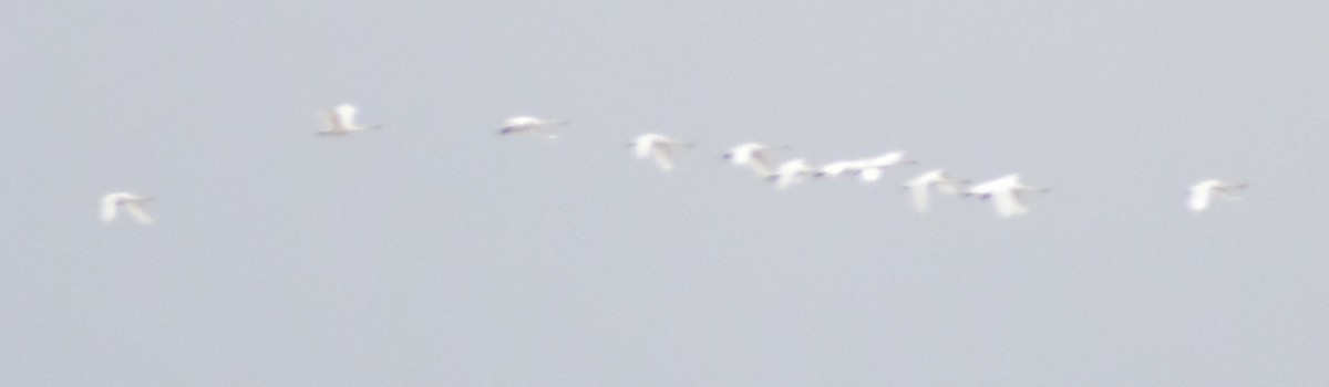 Trumpeter/Tundra Swan - ML620131579