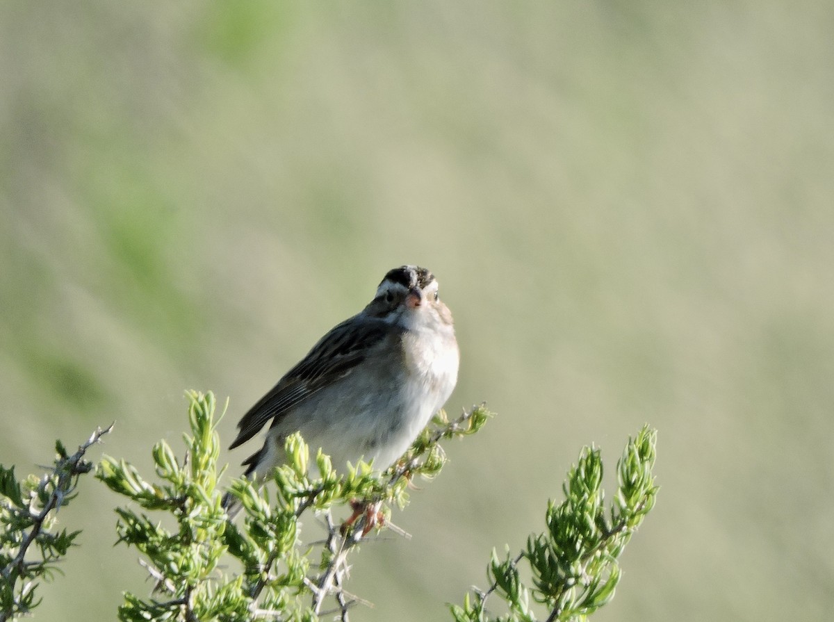 Clay-colored Sparrow - ML620131583
