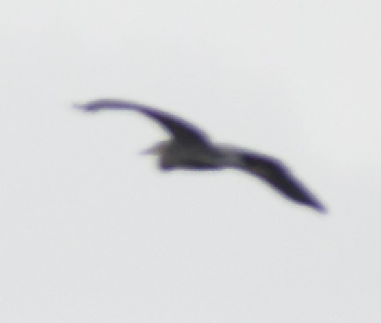 Great Blue Heron - ML620131591