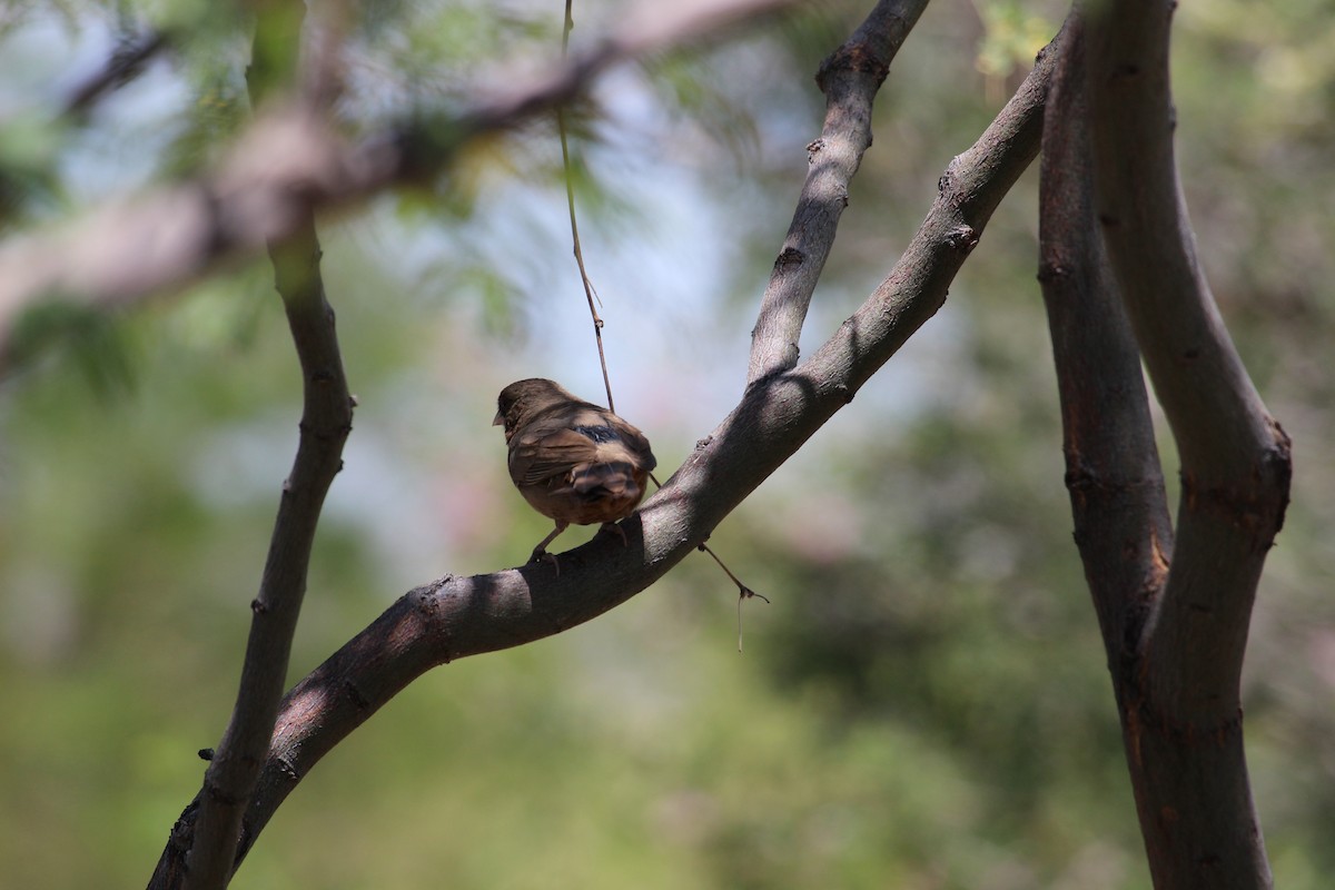 Abert's Towhee - ML620131598