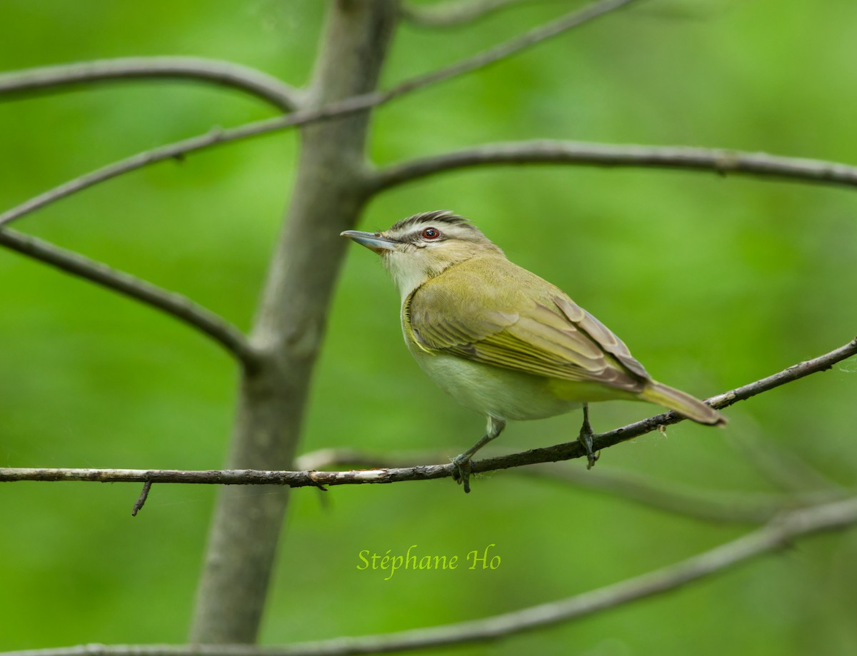 Red-eyed Vireo - ML620131602