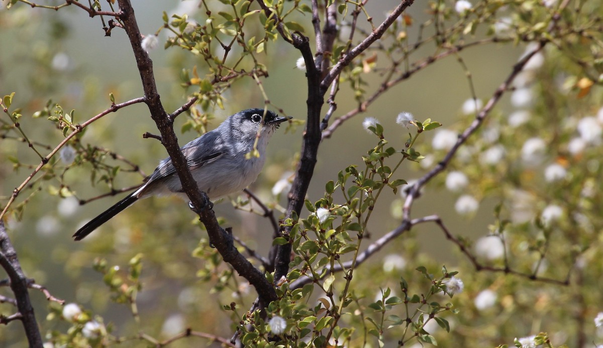 Black-tailed Gnatcatcher - ML620131603