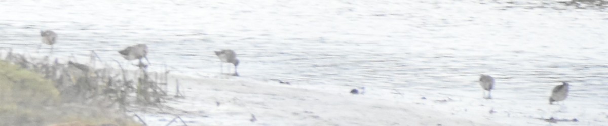 Короткоклювый/Американский бекасовидный веретенник - ML620131607