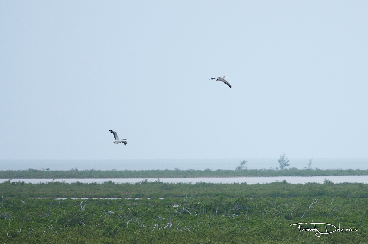 American White Pelican - ML62013161