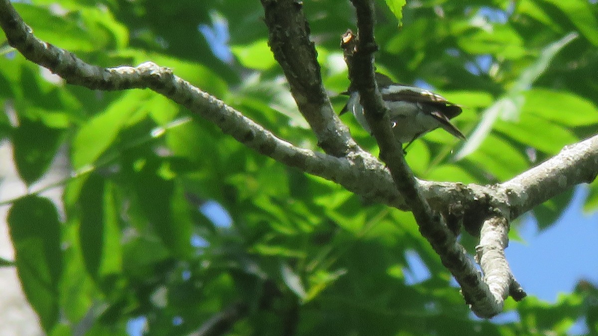 European Pied Flycatcher - ML620131616