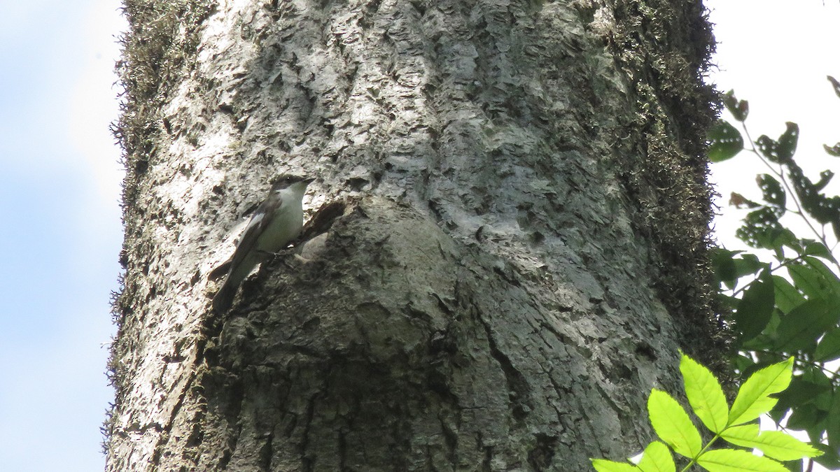 European Pied Flycatcher - ML620131618