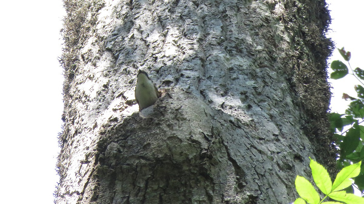 European Pied Flycatcher - ML620131619