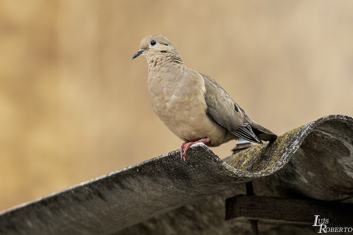 Eared Dove - ML620131634