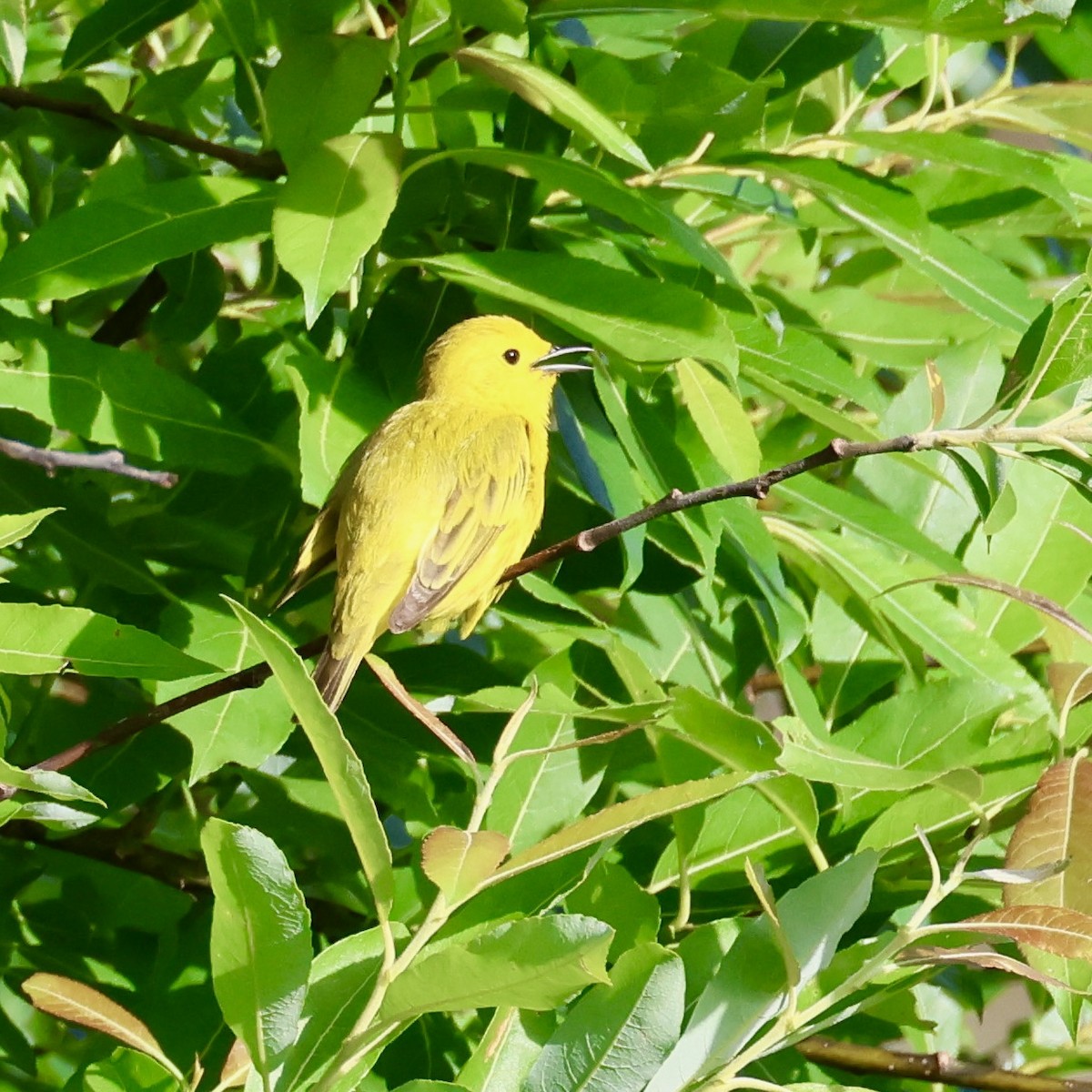Yellow Warbler - ML620131637