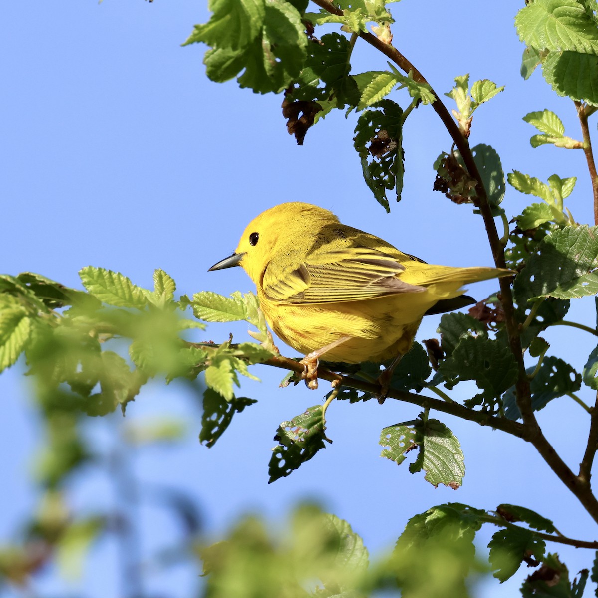 Yellow Warbler - ML620131638