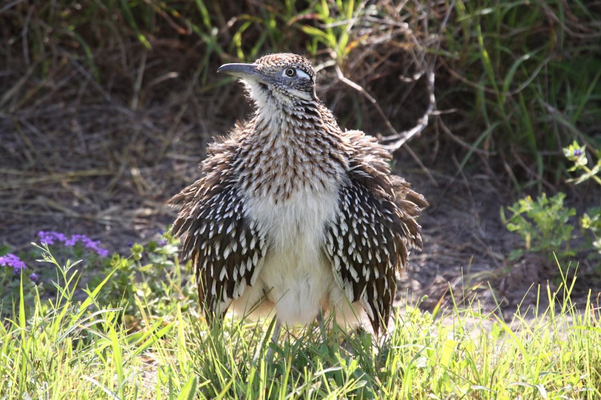 Greater Roadrunner - ML620131643