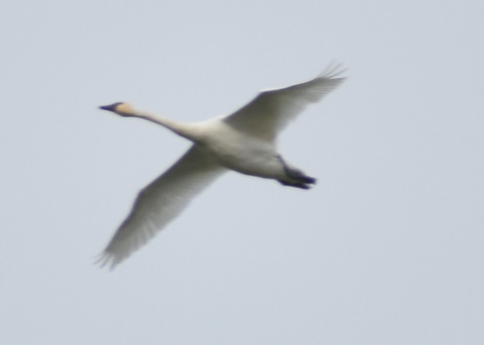 Tundra Swan - ML620131646