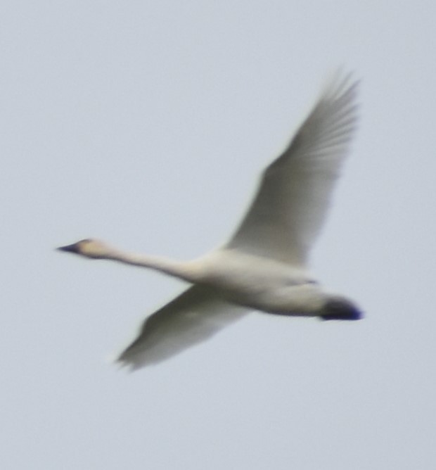 Tundra Swan - ML620131647