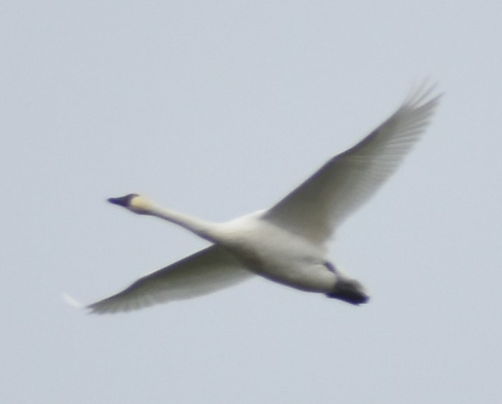 Tundra Swan - ML620131650