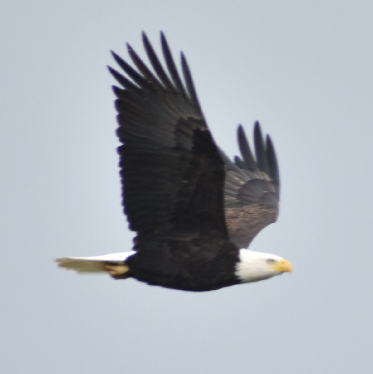 Weißkopf-Seeadler - ML620131655