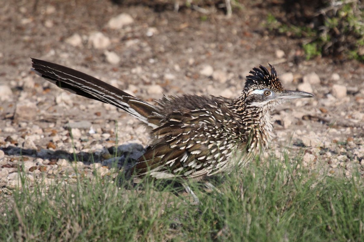 Greater Roadrunner - ML620131664