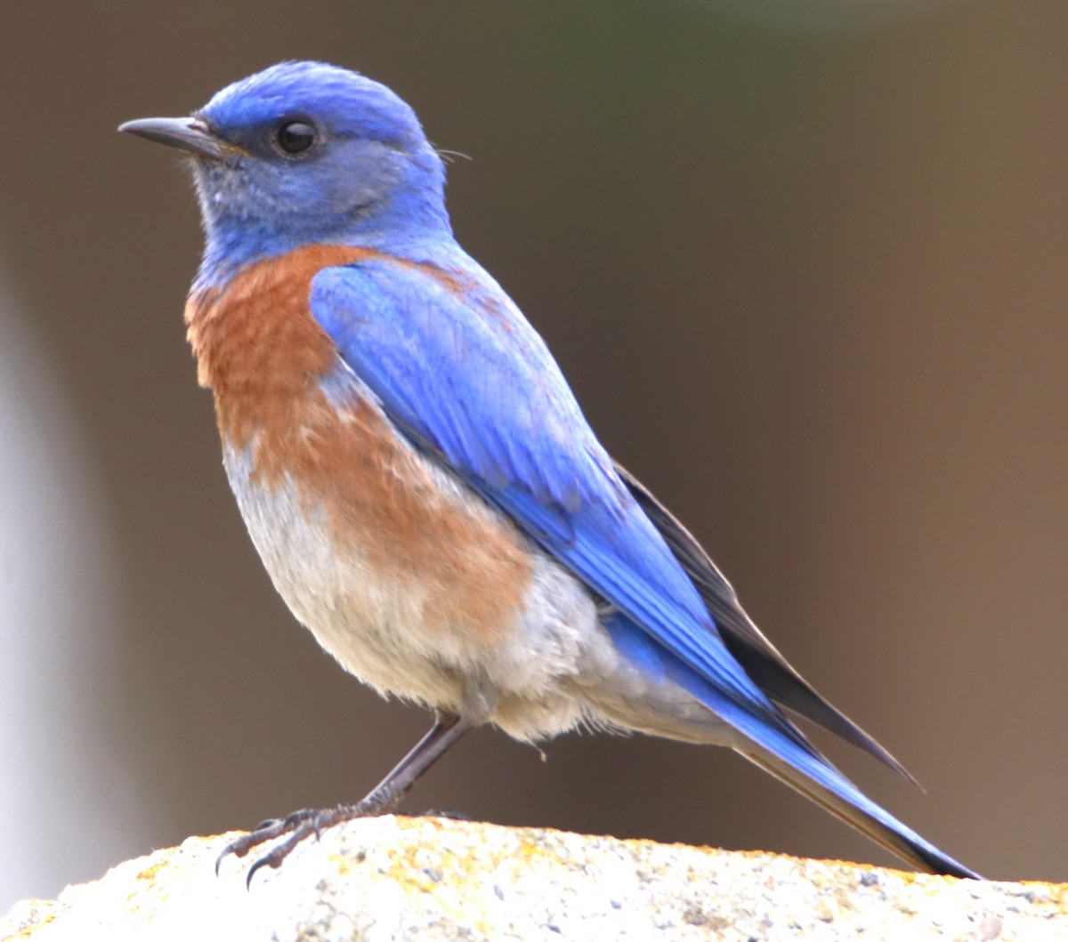 Western Bluebird - ML620131676