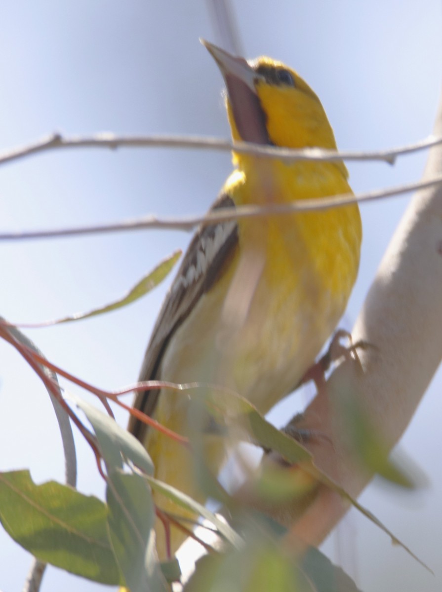 Oriole de Bullock - ML620131680