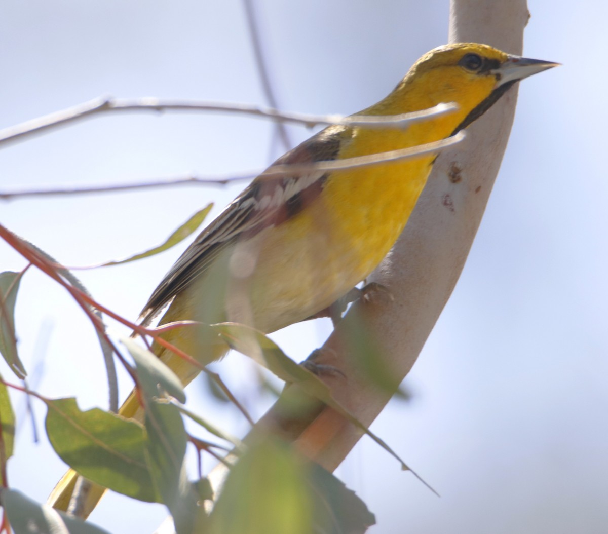 Bullock's Oriole - ML620131681