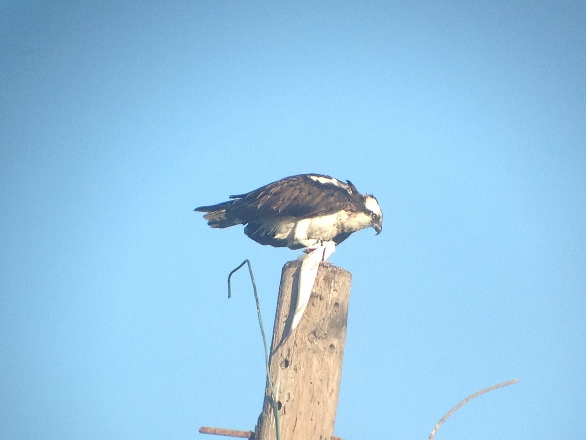 Águila Pescadora - ML620131685