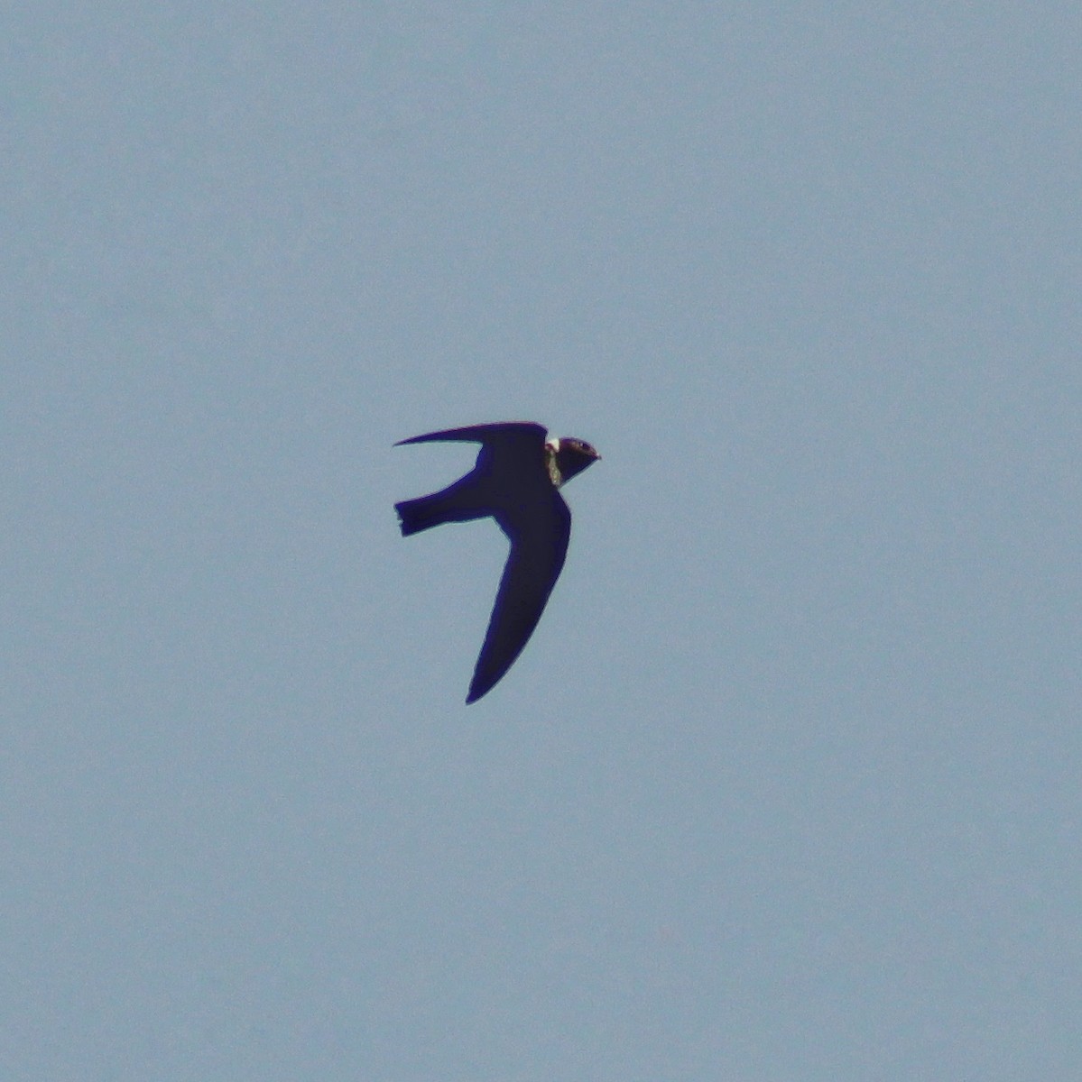 White-collared Swift - ML620131686