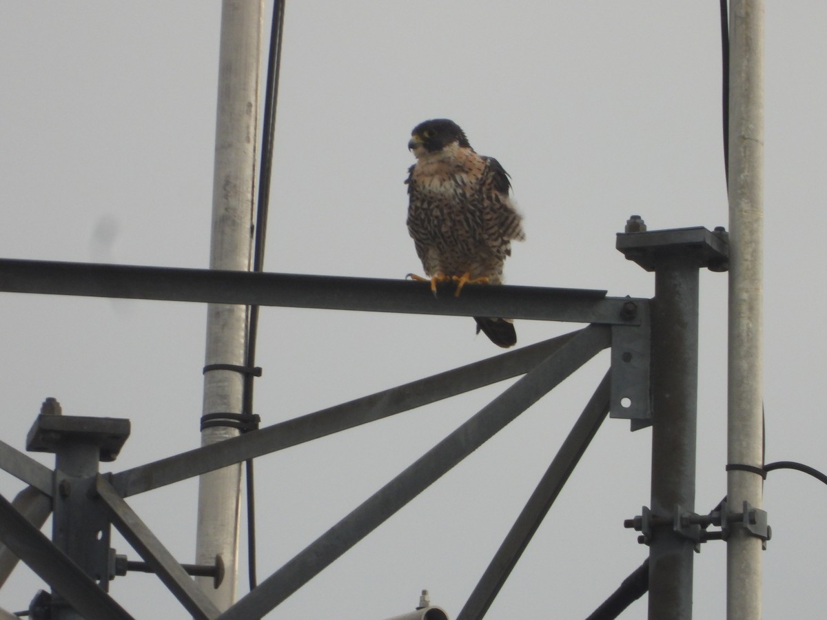 Peregrine Falcon (North American) - ML620131690