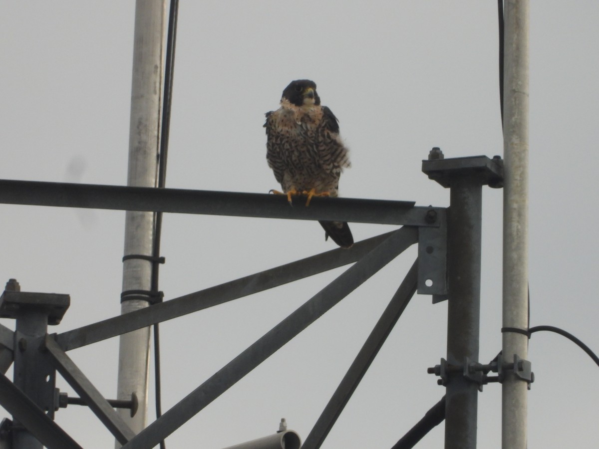 Peregrine Falcon (North American) - ML620131692