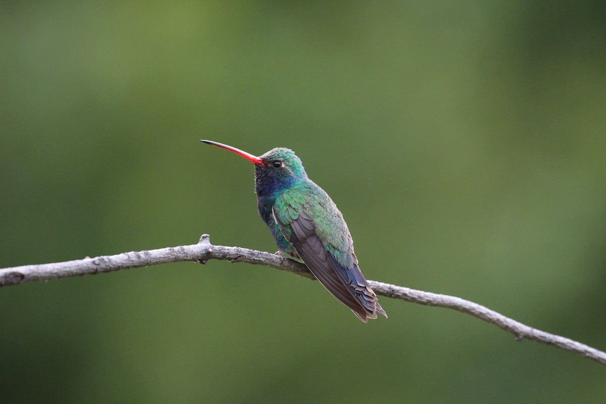 Broad-billed Hummingbird - Laurie Johnson