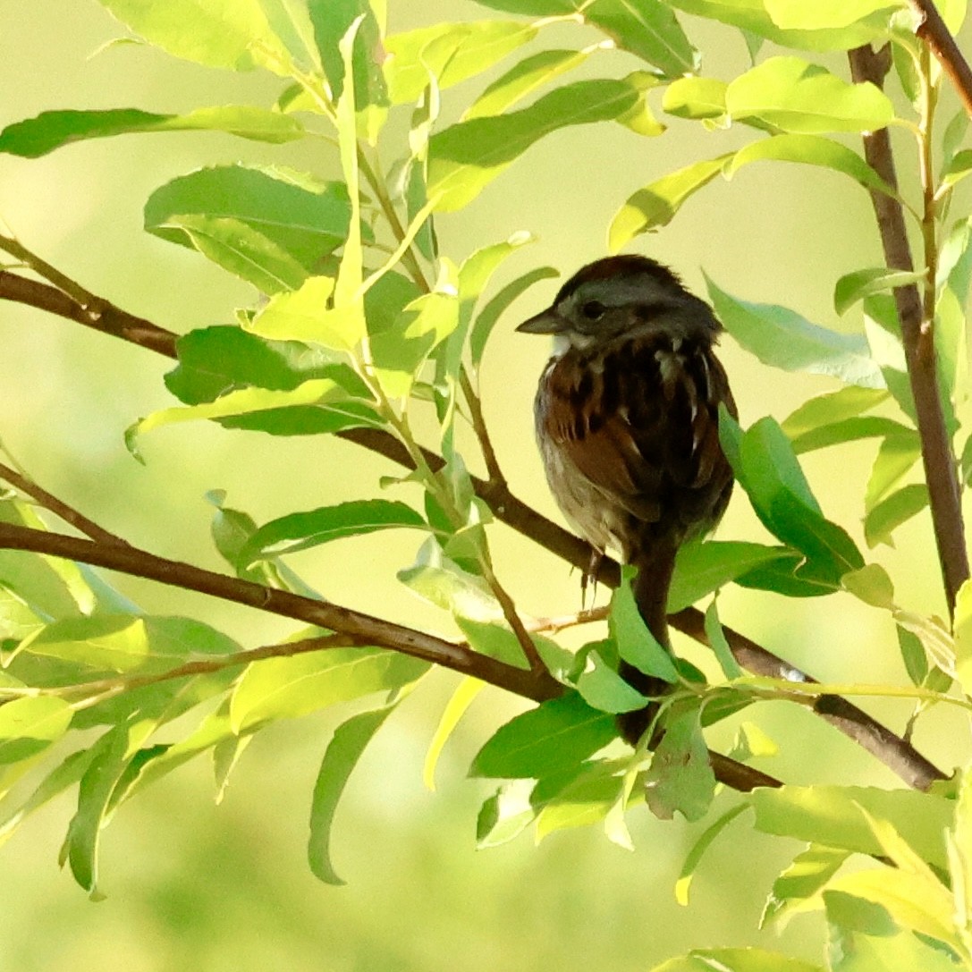 Swamp Sparrow - ML620131695