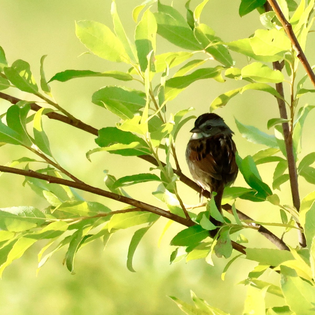Swamp Sparrow - ML620131696