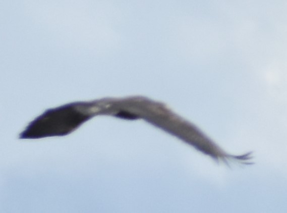 Белоголовый орлан - ML620131697