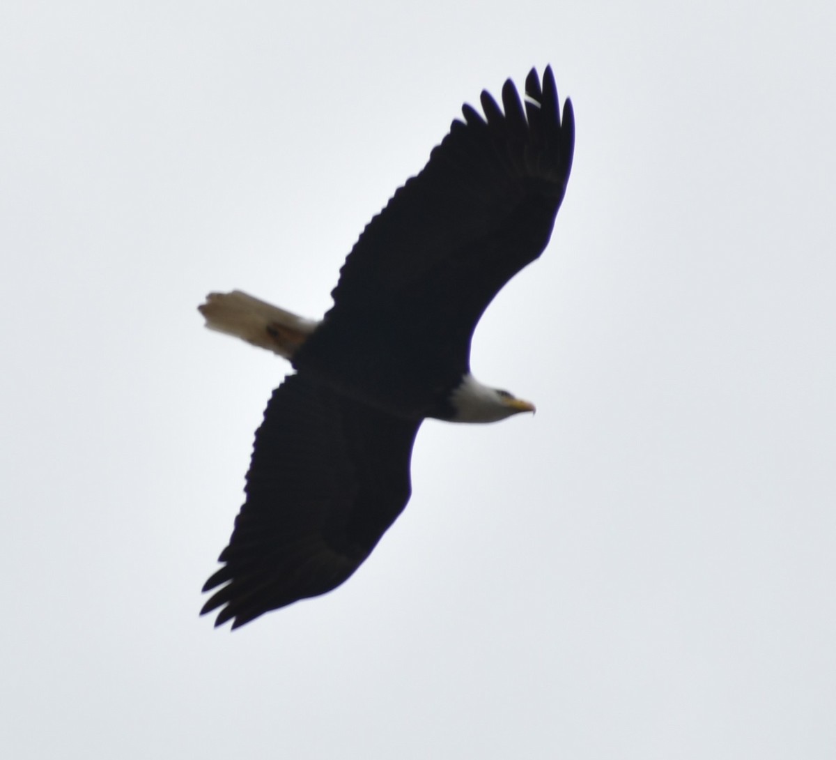 Bald Eagle - ML620131699