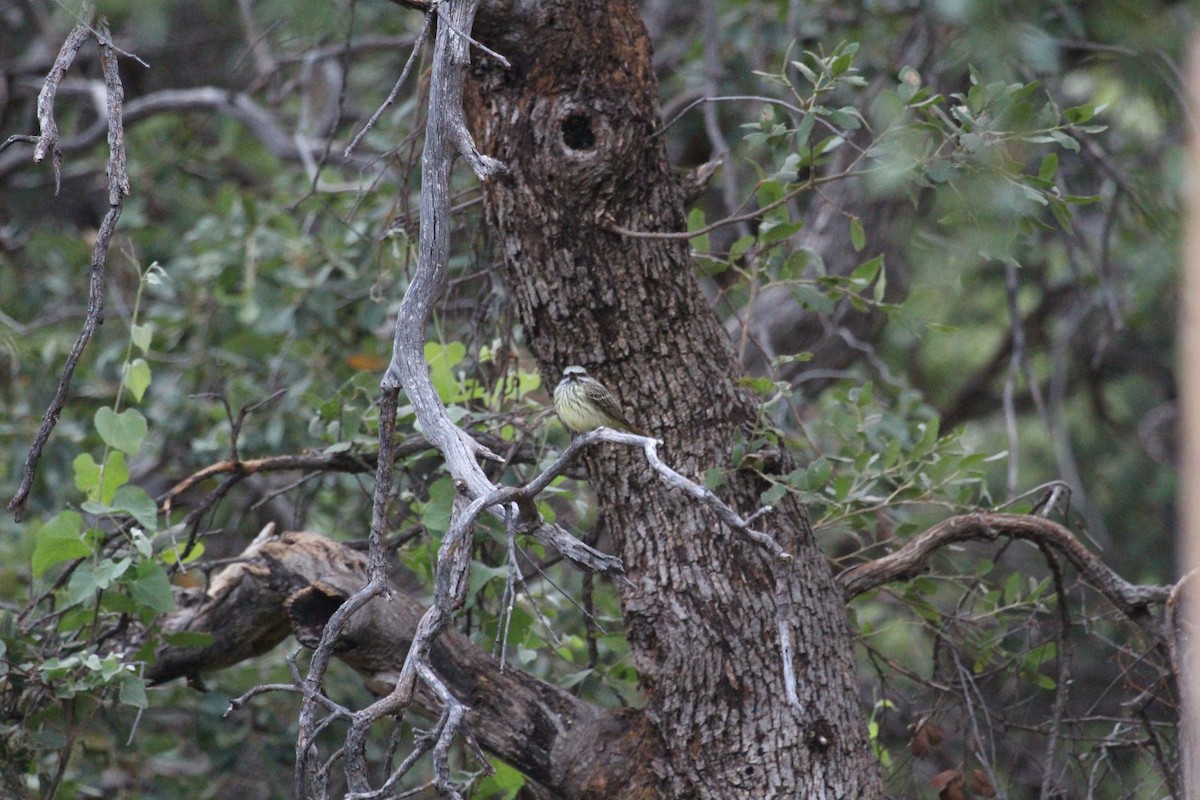 Sulphur-bellied Flycatcher - ML620131701