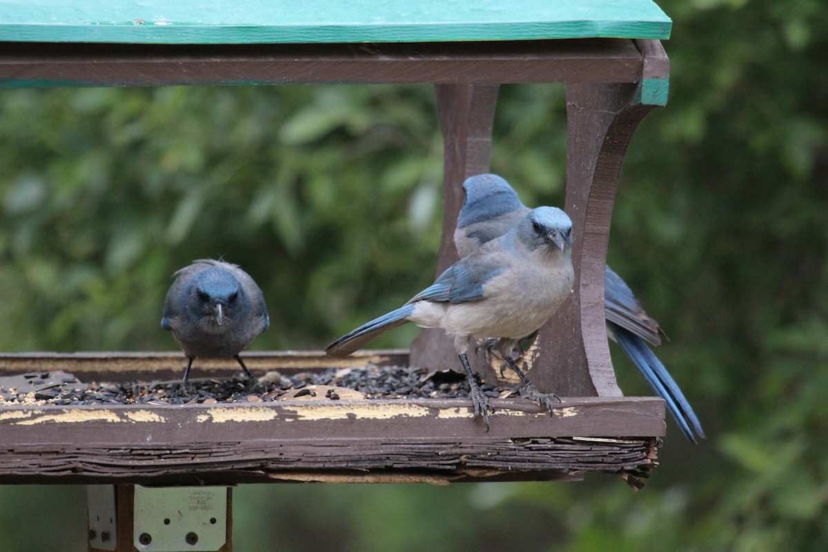 Mexican Jay - ML620131706