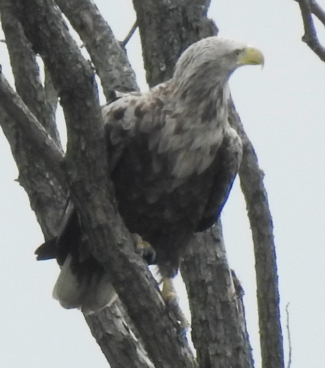 White-tailed Eagle - ML620131721
